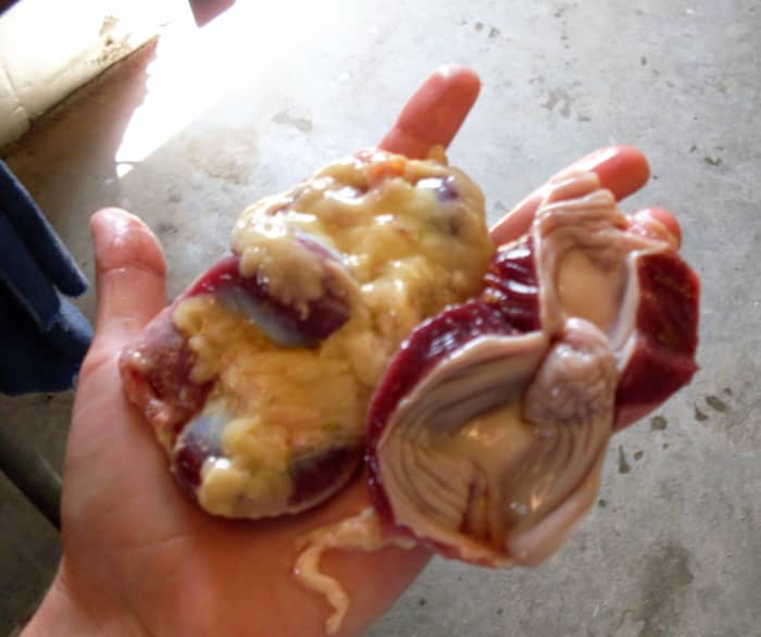 Two finished gizzards. The gizzards from these birds were extremely fatty. They are not always this way.