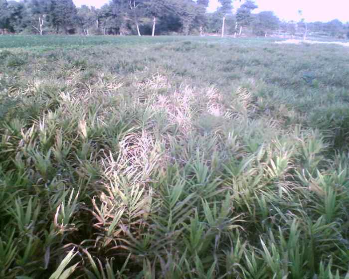 The History of Ginger From India to the New World HubPages