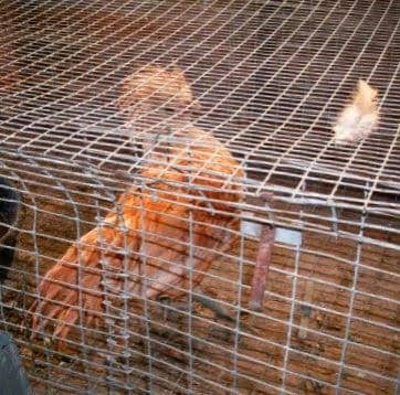 The rooster spent a few days in a large cage in the hens' house, but didn't like it there. He seemed to be homesick.