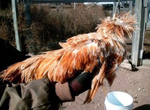 And he appeared to feel out of place. He was subsequently moved back to a yard by himself, and seems content.