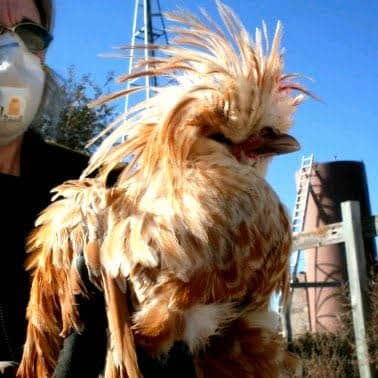 Miss Heather holds the Polish rooster to calm him before transferring him to another chicken yard. (Her mask is because of allergies.)