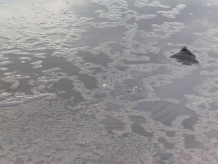 Until I thought about the quality of the water, that is. :) The cows had been wading already, all summer.
