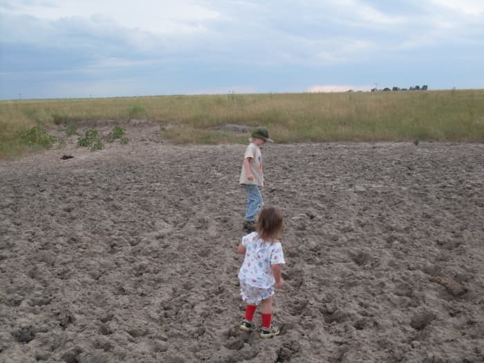 While it was wet, Dad's cows slopped through the wallow and enjoyed it, and now, my children take their turn.
