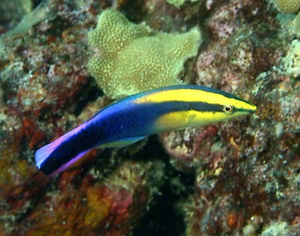 Cleaner Wrasse - Facts On The Cleaner Wrasse - HubPages