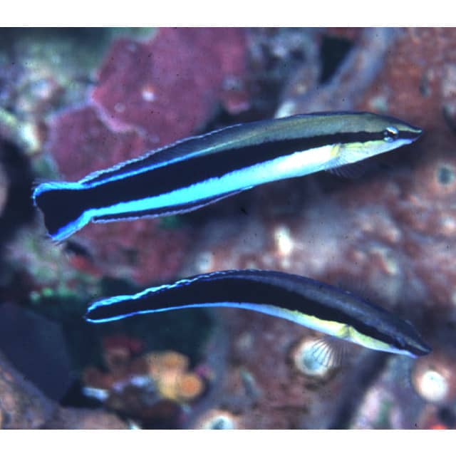 Cleaner Wrasse - Facts On The Cleaner Wrasse - HubPages