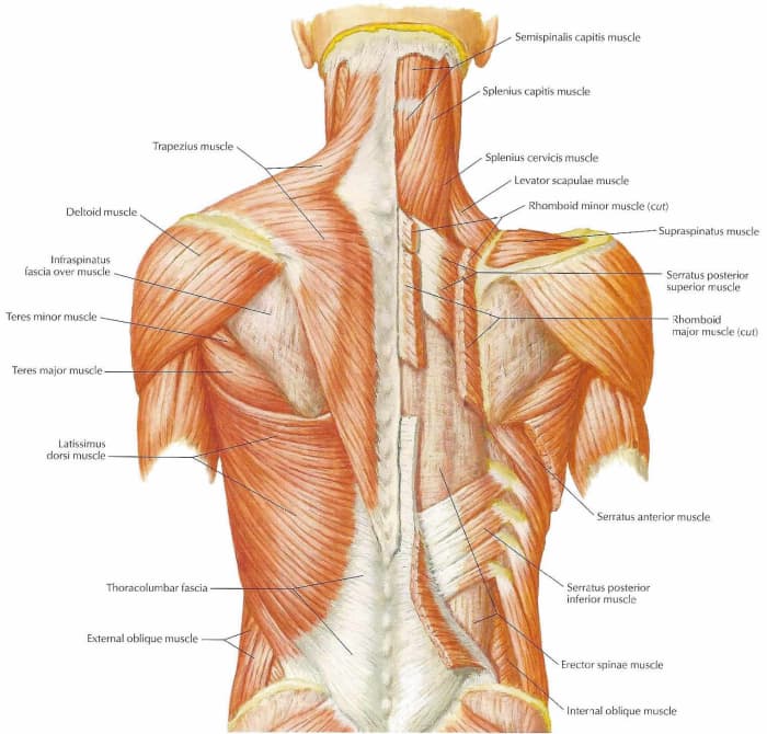 Human Anatomy and Physiology of Muscles - HubPages