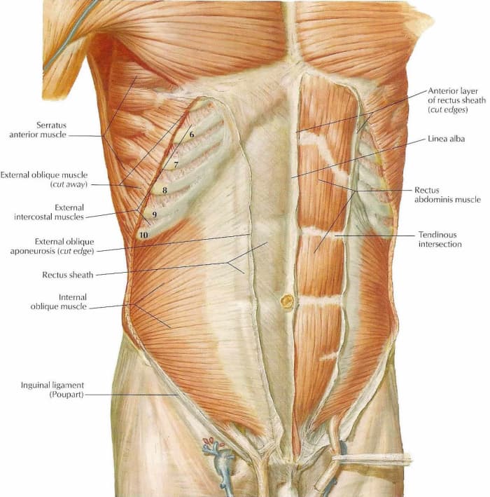 Human Anatomy And Physiology Of Muscles Hubpages