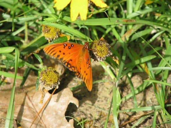 A Gulf Fritillary on Spent Swamp Sunflowers. In winter these pods provide food for small songbirds.