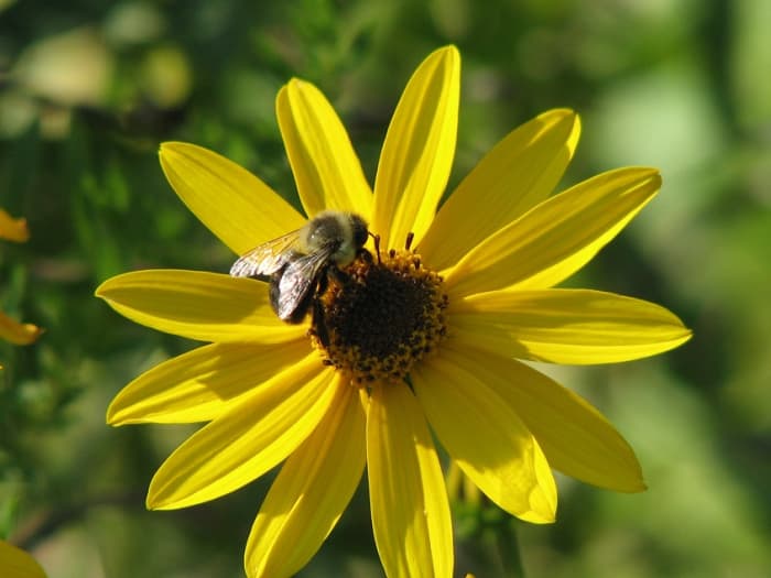 Native sunflowers are important pollinator plants especially for native bees, honeybees and butterflies.
