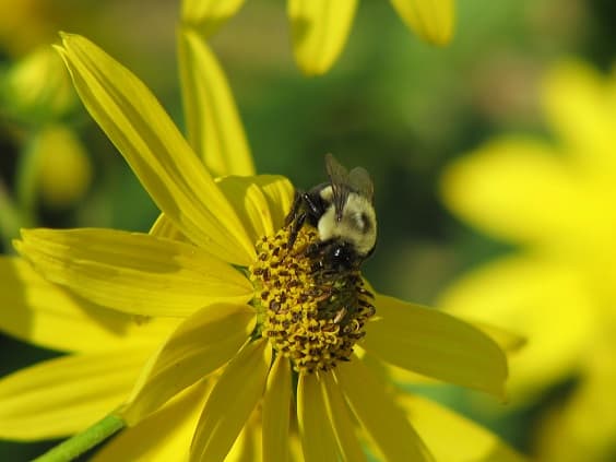 Bumblebees are one of the native bees which pollinate our fruits and vegetables.