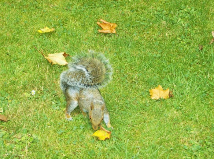 A squirrel waiting to join the picnic. They are very tame and very bold, hold on to your sandwiches!