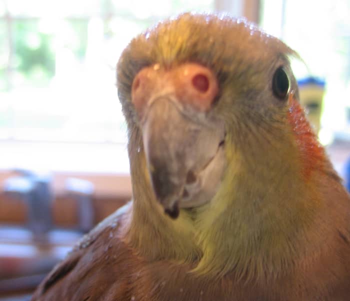 Rocky usually only gives us soft nips with his beak, but cockatiels are capable of a hard bite if they're upset.