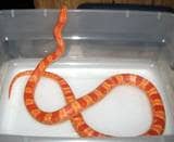 This is my almost 3 year old male Amel Corn snake. He has never been powerfed which leads to obesity and many health issues. He just moved to being fed every 14 days instead of every 10.