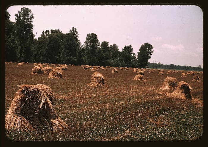 Small grains, like oats, were dried in shocks, prior to the advent of combines and bin dryers. The top bundle was laid across the rest to shed rain and they were later hauled to the barn for hand or mechanical threshing.