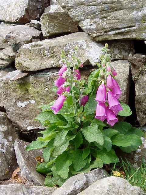 Foxgloves in late summer
