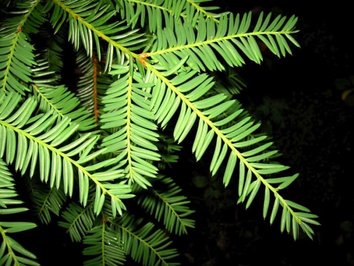 Pacific yew leaves are spirally arranged. On most branches their bases are twisted, which makes the leaves appear to exist as two flattened rows.