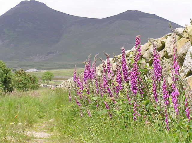 Foxgloves in the UK