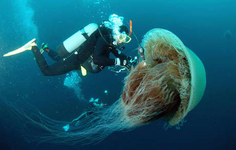 The Giant Nomura Jellyfish, found in the Seas between Japan and China belong to the Lion Mane family of Jellyfish. They grow to the size of an average man's height and weigh up to 400 lb.s