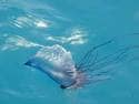 The Portuguese Man-O-War displays an unmistakable sac that floats upon the water while is at the surface. Its tentacles have been know to be up to two-hundred feet long, and its sting can kill a person as well.
