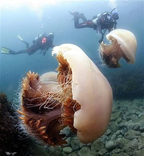 The giant Echizen Jellyfish shown in this photo is common in swarms off the coast of Japan. Its often used as a delicacy in china and Japan to make salads. Its venom is known to be poisonous to humans.