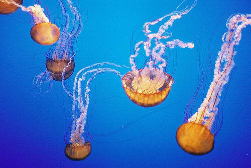 Sea Nettle Jellyfish are one species of jellyfish, in which its tentacles can produce a very painful, dangerous sting.