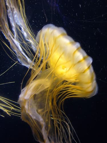 Jellyfish-Mysterious Creatures Of The Marine World - HubPages