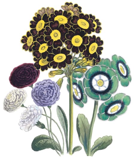 This is just one picture sample out of almost 200 from the Dover Publication, Ladies Flower Garden available at the Amazon link above this picture.