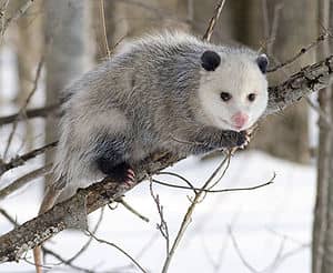 opossum marsupial hubpages
