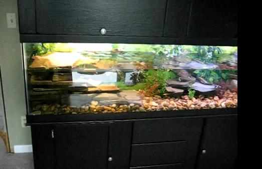 Image showcasing How To Set Up A Red-Eared Slider Turtle Tank: Ultimate Guide