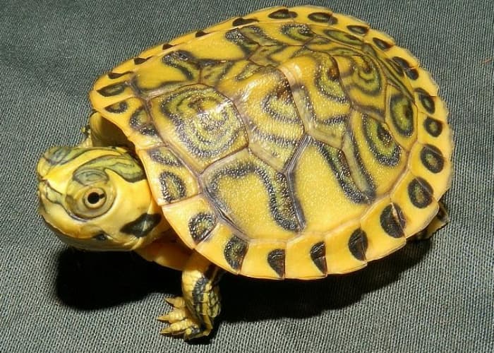 Red Eared Slider The Exotic Pet - HubPages