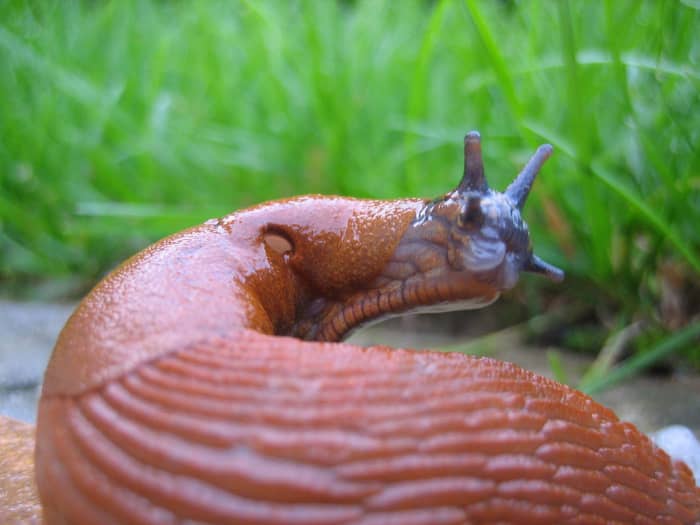 Make no mistake, if you love your garden, this is the ENEMY and he must be taken out. The Navy Seals are busy, so you'll have to do it yourself. If you have moral issues that prevent you from killing a living creature, bring him to ME!!