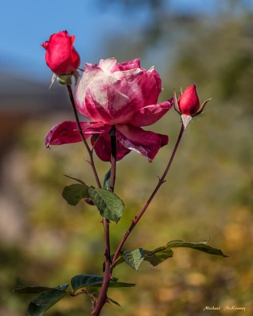 If you have cut flowers from your garden, you always want them to stay beautiful for as long as possible.
