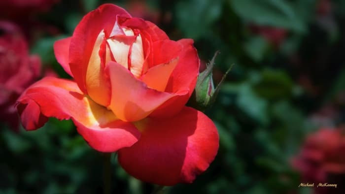 If you don't grow your own, you can always buy cut flowers, and if you do, you definitely want them to last as long as possible. This article will show you how to preserve your cut flowers so that you can enjoy them for a long time.
