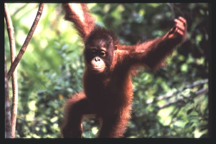 We hold a common ancestor with the orangutan, which uses bipedalism to access a wider range of branches in the tree tops.