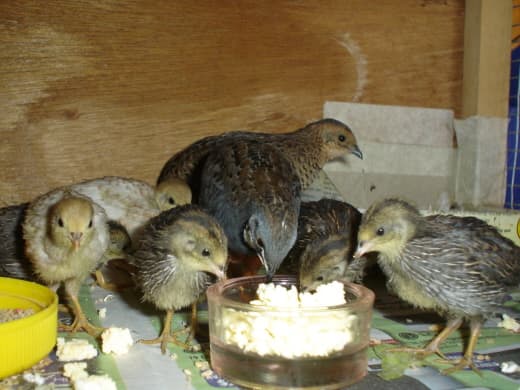 There are so many little mouths to feed. I am so glad the children learn really quickly how to feed themselves.