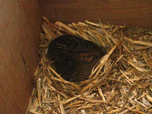 Mrs Quail sitting on the eggs, that's what she does all day long. Boy, is she grumpy!