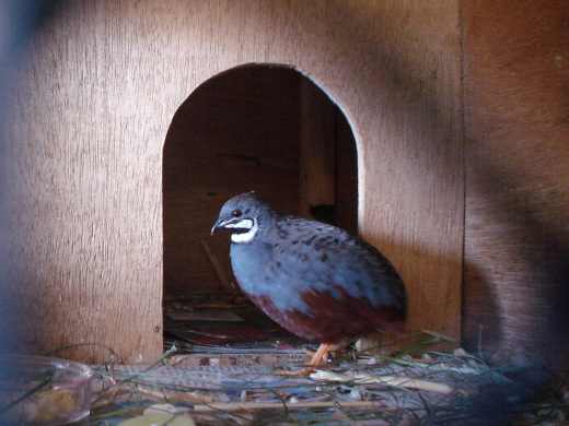 Mrs Quail has been acting weird and she does not allow me to go into the bedroom during the day, so I just call out to her from outside.