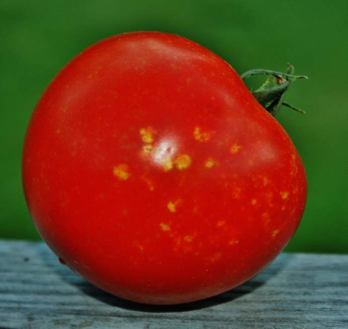 Help! My Tomatoes Have Acne! HubPages
