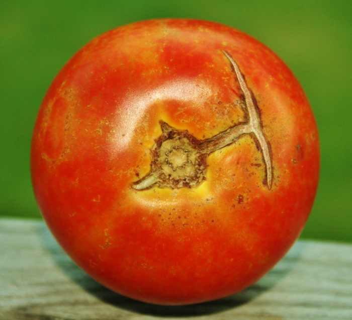 Help! My Tomatoes Have Acne! HubPages