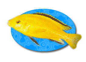 Their bright yellow coloration and fairly mild temperament make Electric Yellow Lab Cichlids a popular choice from the waters of Lake Malawi.