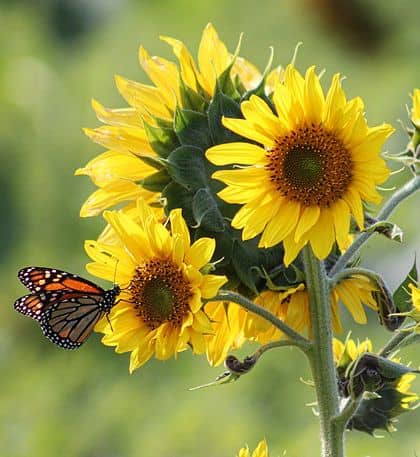 Sunflowers yellow petal flowers and butterfly