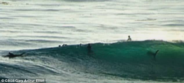 photo taken by passerby Gary Arthur Elliot - you can see the shark, believed to be a Great White, to the right of the picture.