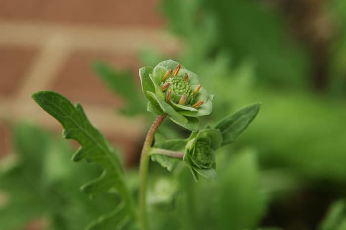 Chocolate Flower (Berlandiera lyrata), Sensory Garden, Missouri Botanical Garden