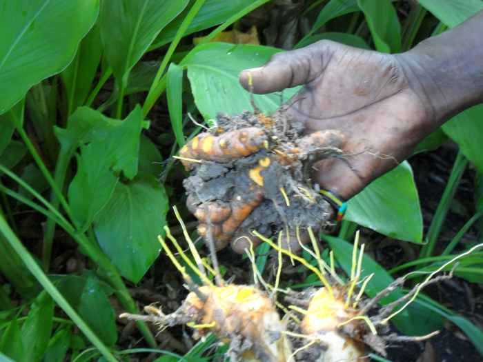 Medicinal Plants Poultice For Pain HubPages