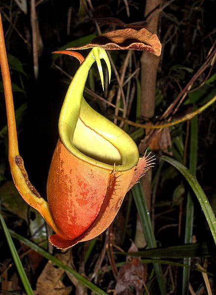 An upper pitcher of Nepenthes bicalcarata, the Fanged Pitcher-Plant. Note the spurs underneath the lid of this pitcher.