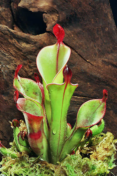 The pitchers of Heliamphora chimantensis are derived from the whole leaf, rolled and fused along its edge.