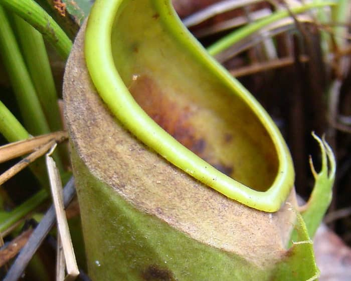Nepenthes albomarginata, after termite feeding frenzy. Note the distinct lack of white trichomes and termites.
