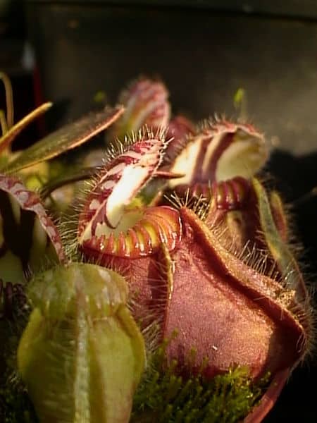 The pitchers of Cephalotus follicularis. Surprisingly more closely related to strawberries and roses than to any of the other pitcher plants mentioned.