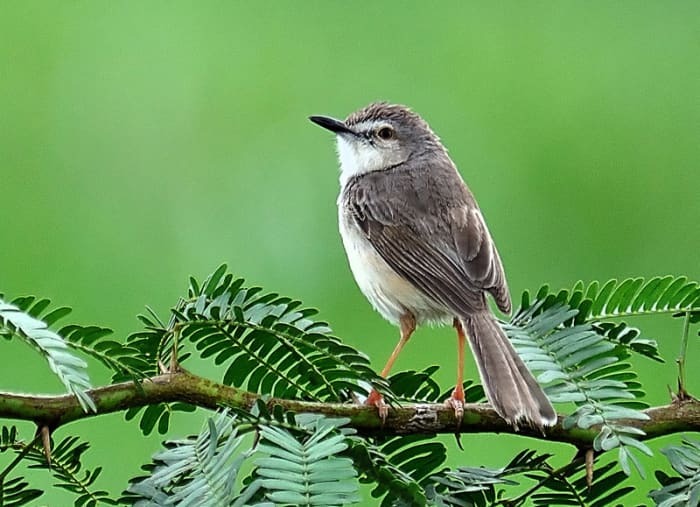 The Ashy Prinia or Ashy Wren Warbler has a variety of sounds under his belt. (Alongside Chitravati road)