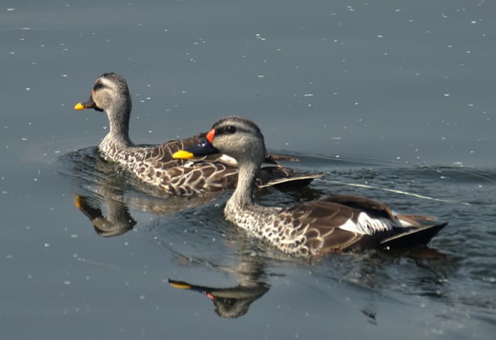 The Beautiful Birds of Puttaparthi - 1 - HubPages